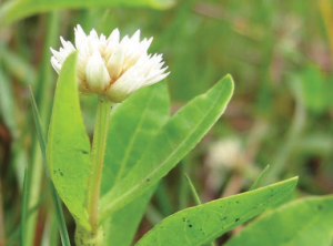 Image of alligator weed flower