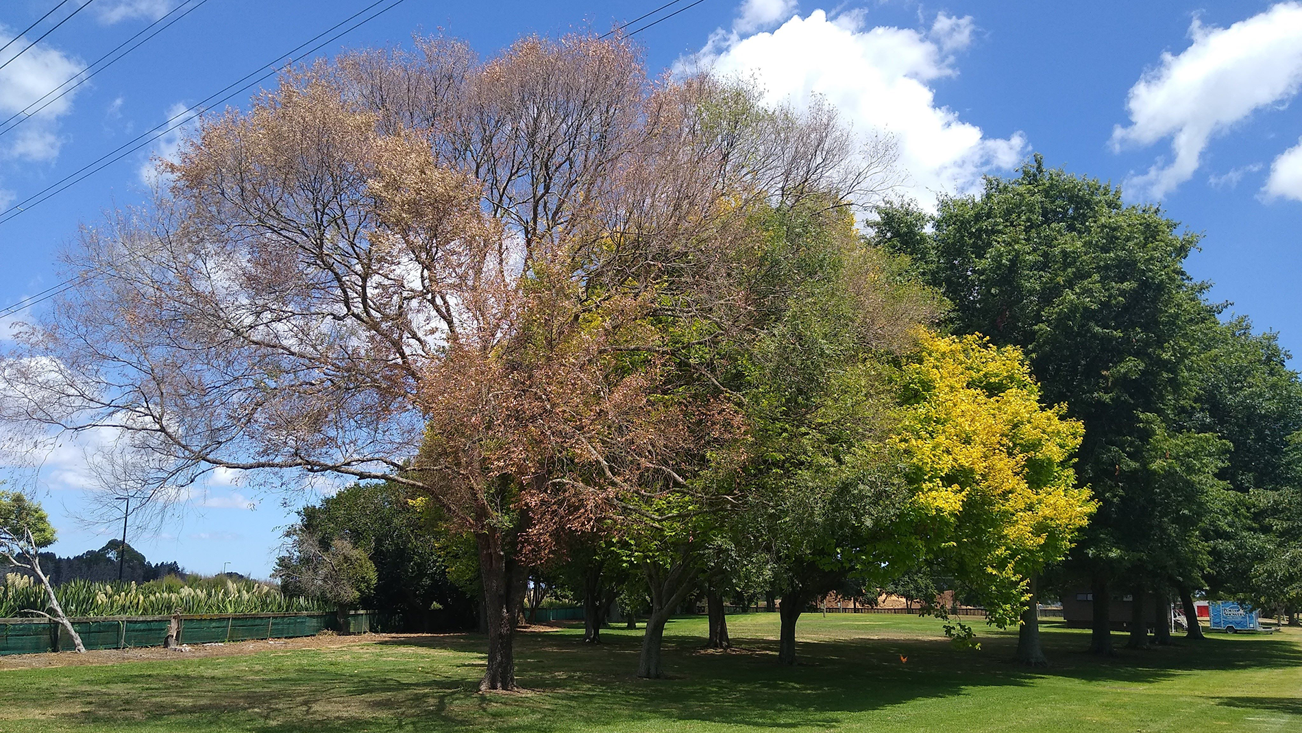 Image - Ulmus parvifolia with Dutch elm disease