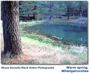 Photo of warm spring at Whangairorohea