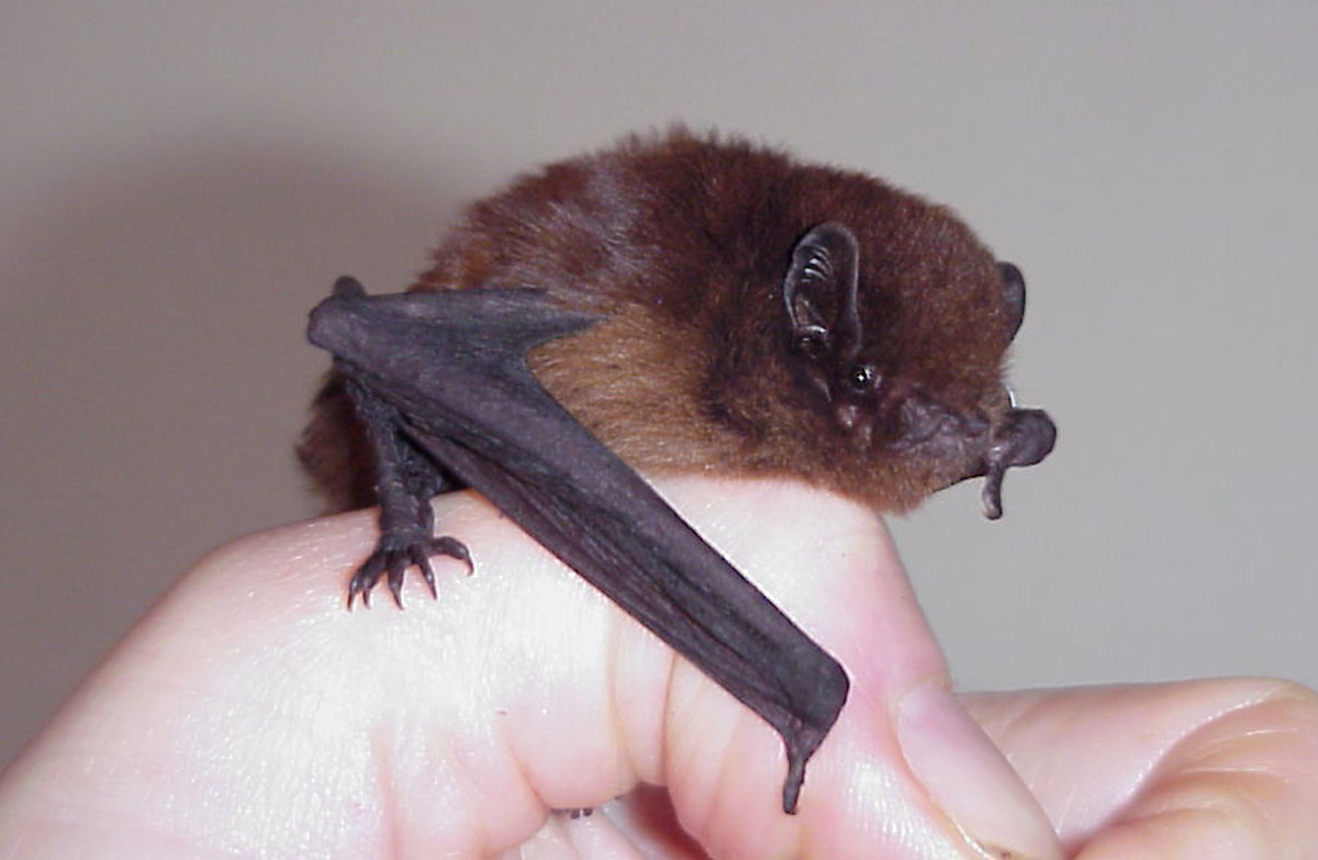 Long-tailed bat