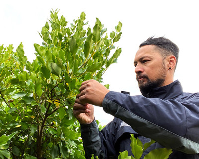 Image of a man cutting leaves off a tree