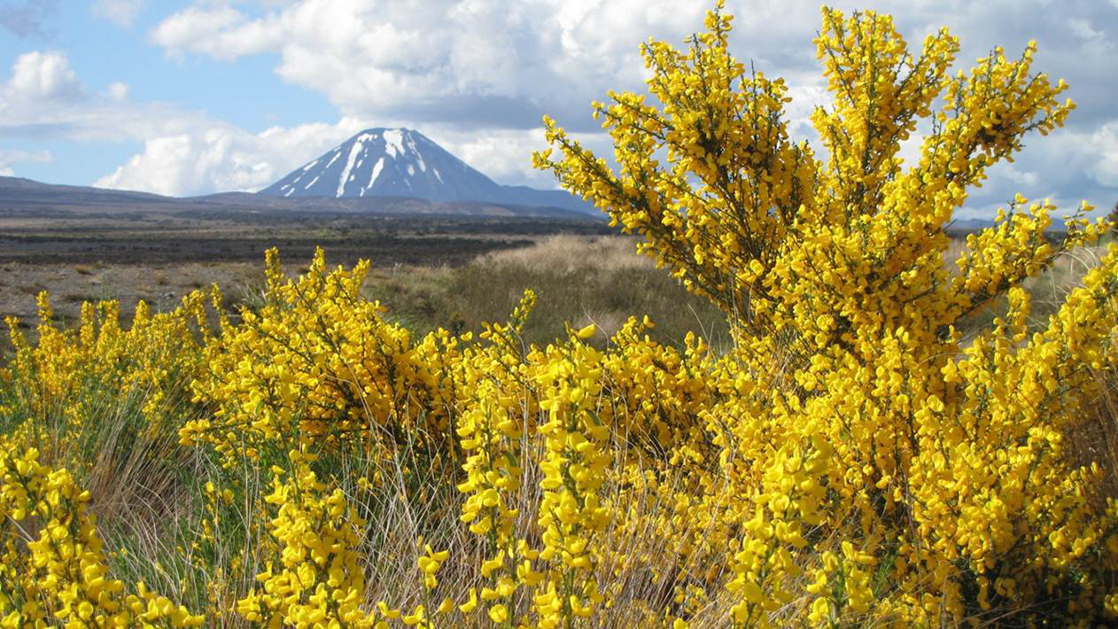 Image - Gorse and Desert Road landscape