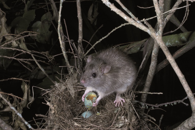 Image - Ship rat in bird's nest eating an egg