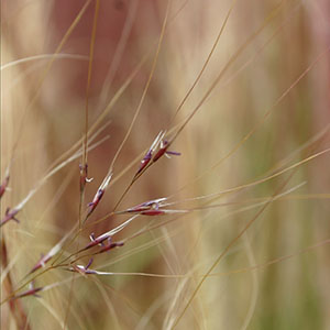 Image of fine stemmed Nassella tenuissima seeds