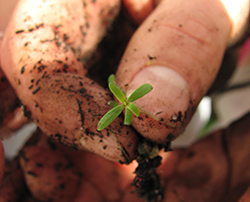 WRC/Services/regional-services/planting-seeds-in-the-Waipa.jpg