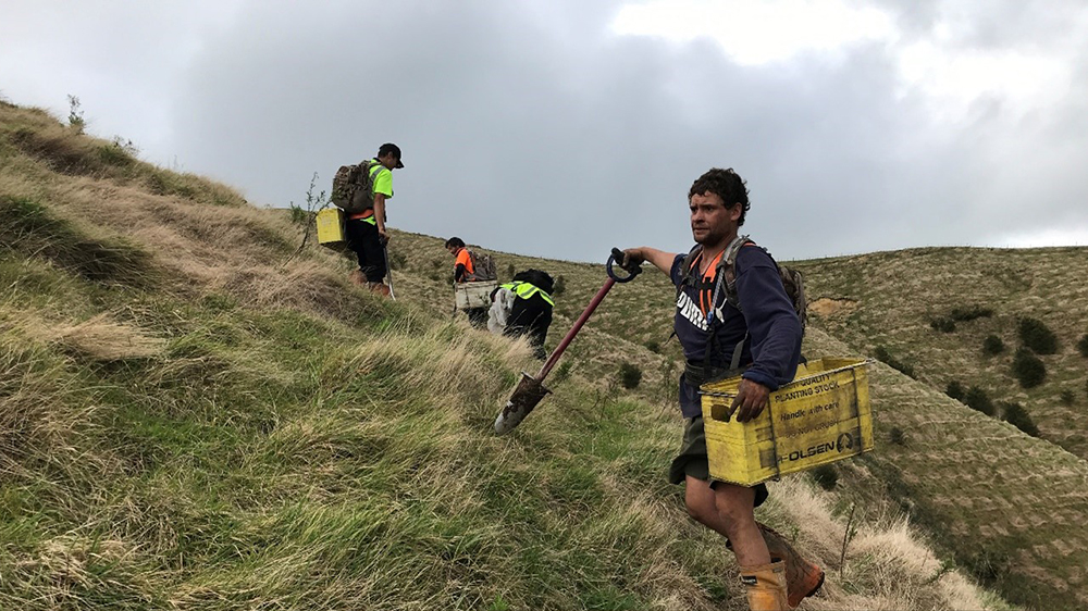 Matahuru planting.