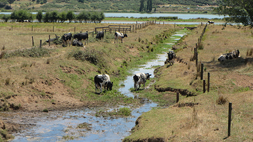 Image of stock crossing a flooded streambank