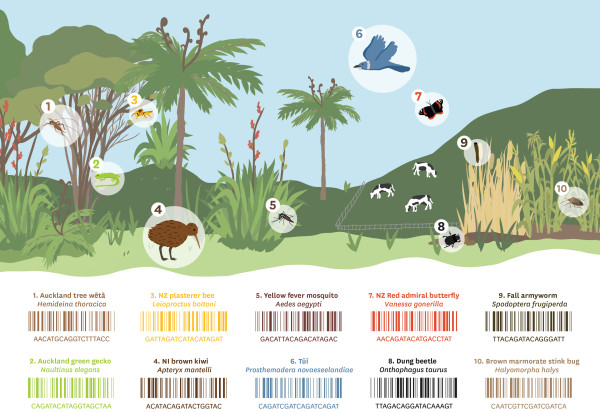 Illustrated nature scene matching species to barcodes