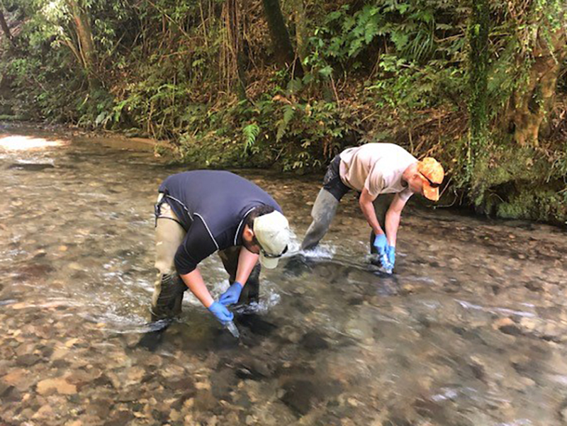 Council workers standing in the river sampling eDNA