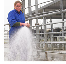 Image - washing down dairy shed