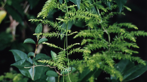 Climbing asparagus