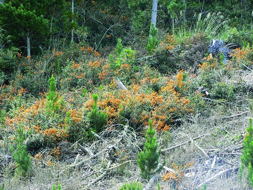 Darwin's barberry