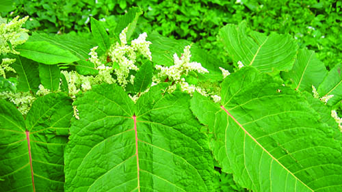 Knotweed