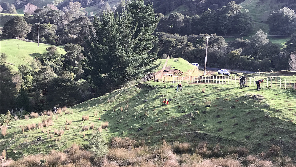 Native afforestation planting.