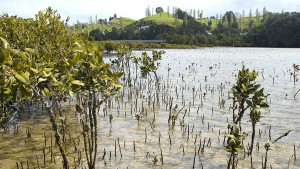 Mangroves in Whangamata