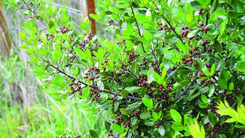 Evergreen buckthorn