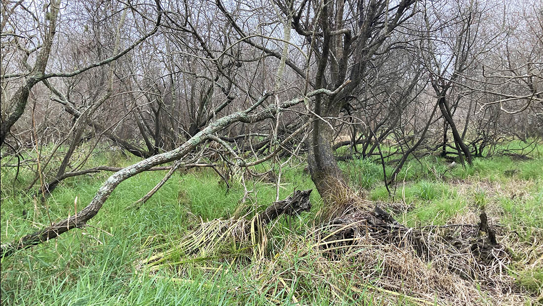 March 2021: Yellow flag iris and willow control. 