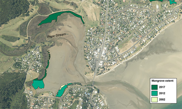 Decrease in mangrove habitat in Pepe Inlet in Tairua Harbour