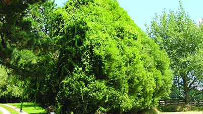 Climbing spindleberry