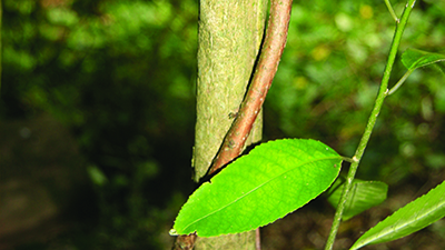 Climbing spindleberry