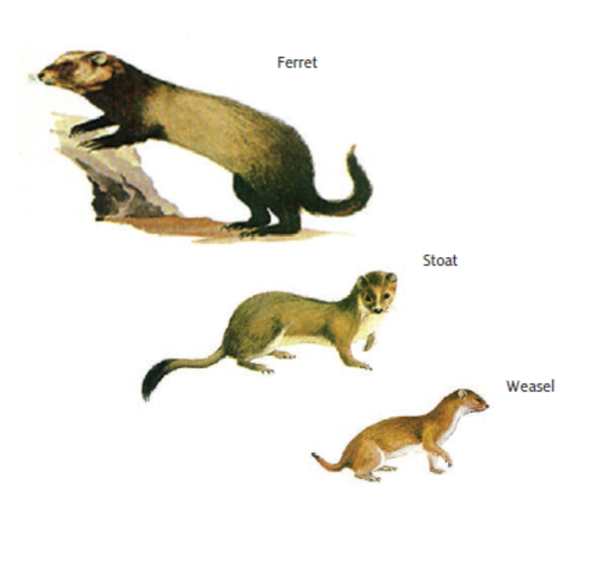 Image - Diagram of mustelids - ferret, stoat and weasel