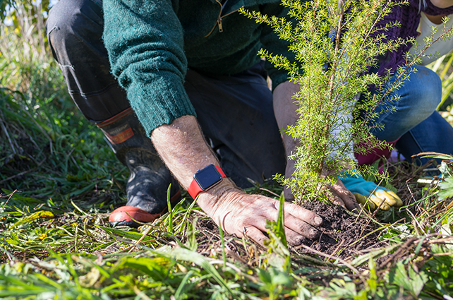 Planting guides