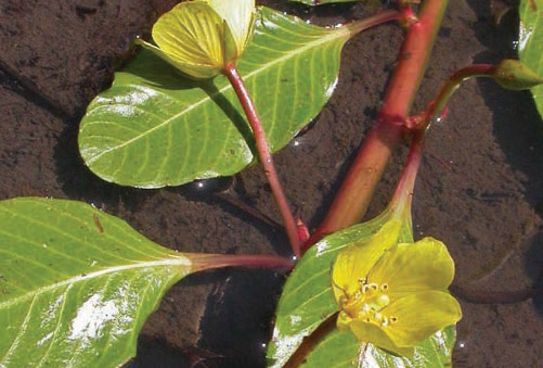 Image of Primose willow (Ludwigia peploides)