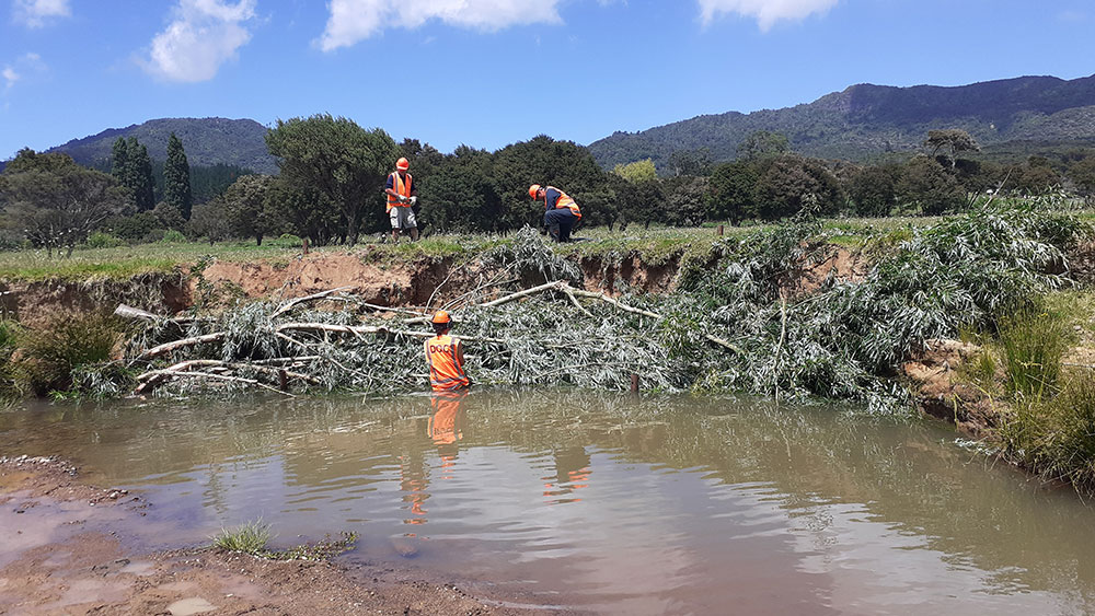 Willows were also layered along the riverbank in areas to help prevent erosion and trap silt. 