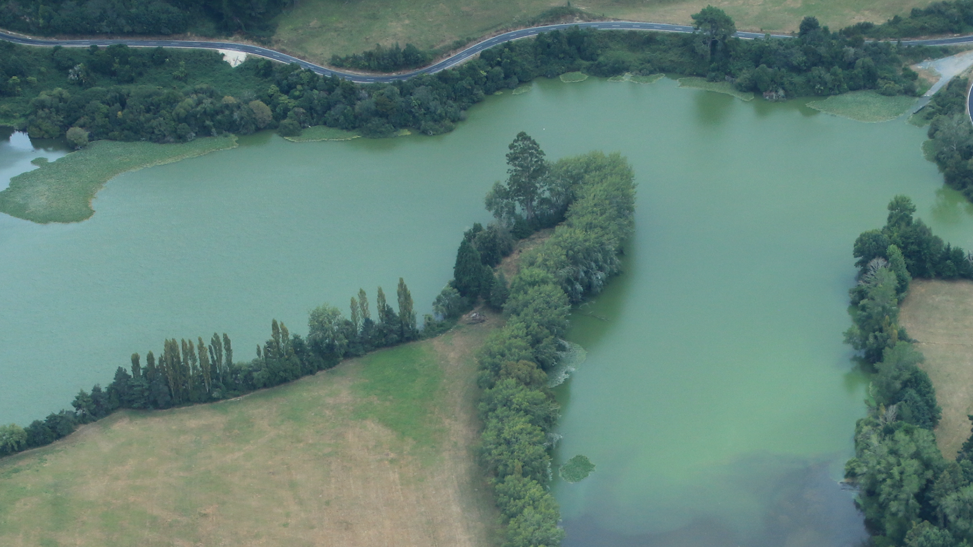 Image - blue-green algae bloom near Lake Ohakuri