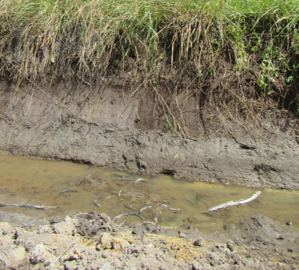 Image of dead eels in the stream 