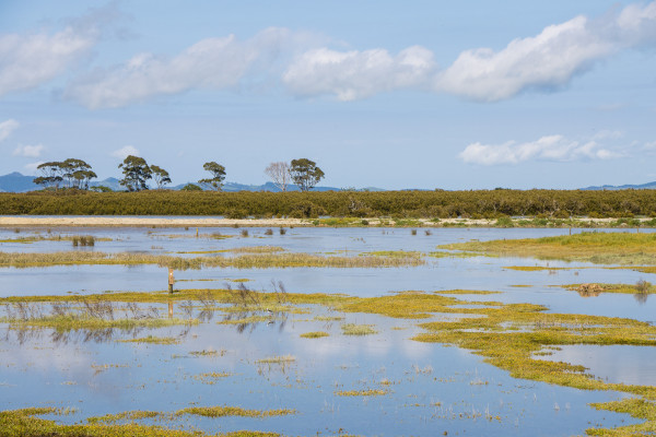 The wetland habitat, which becomes inundated during high tide, has islands to provide shorebirds with safe places to roost.